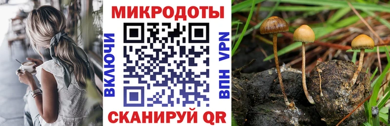 купить наркотики цена Лаишево Псилоцибиновые грибы Psilocybe